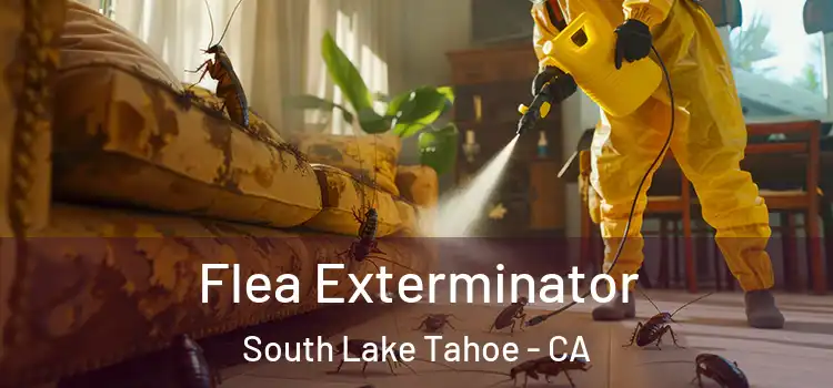 Flea Exterminator South Lake Tahoe - CA