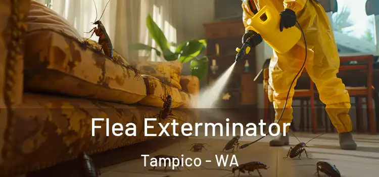  Flea Exterminator Tampico - WA