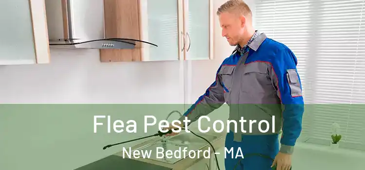  Flea Pest Control New Bedford - MA