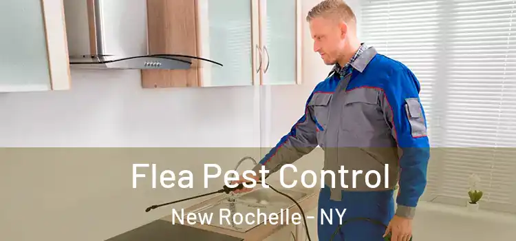  Flea Pest Control New Rochelle - NY