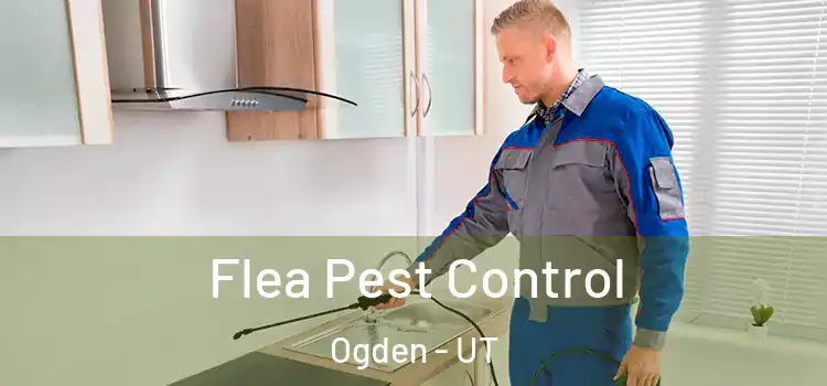  Flea Pest Control Ogden - UT