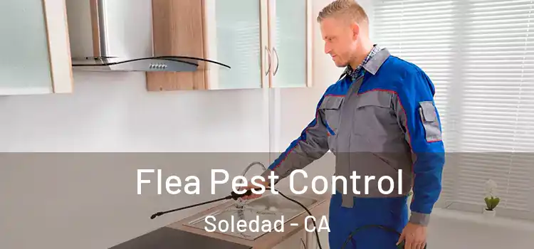 Flea Pest Control Soledad - CA