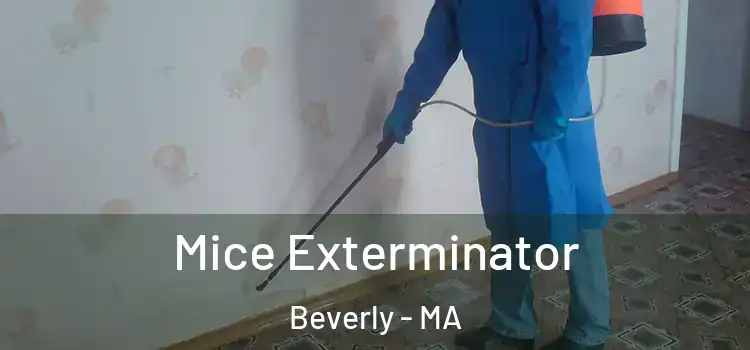Mice Exterminator Beverly - MA