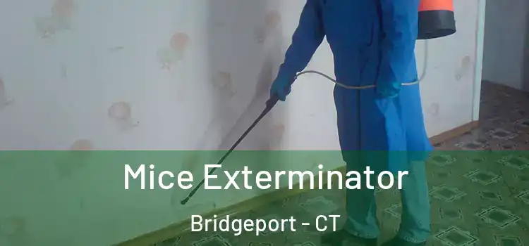 Mice Exterminator Bridgeport - CT