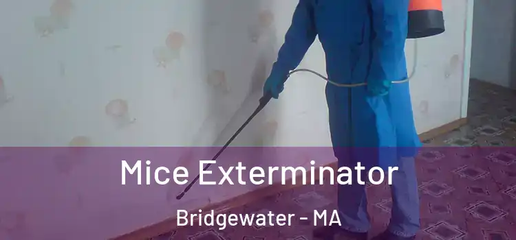  Mice Exterminator Bridgewater - MA