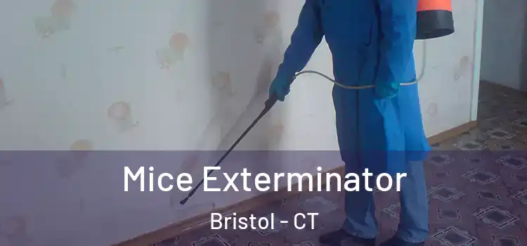 Mice Exterminator Bristol - CT
