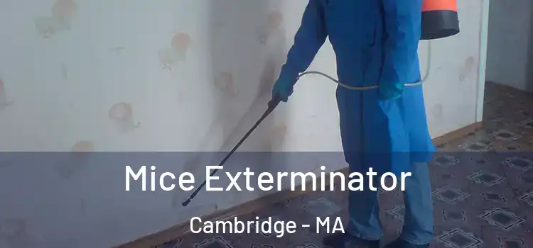  Mice Exterminator Cambridge - MA