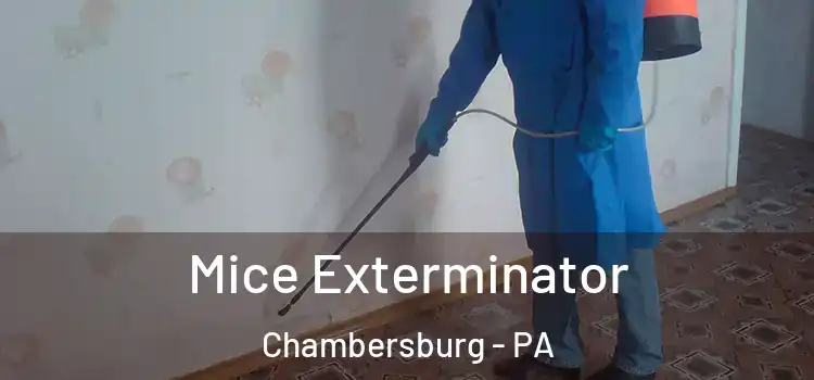 Mice Exterminator Chambersburg - PA