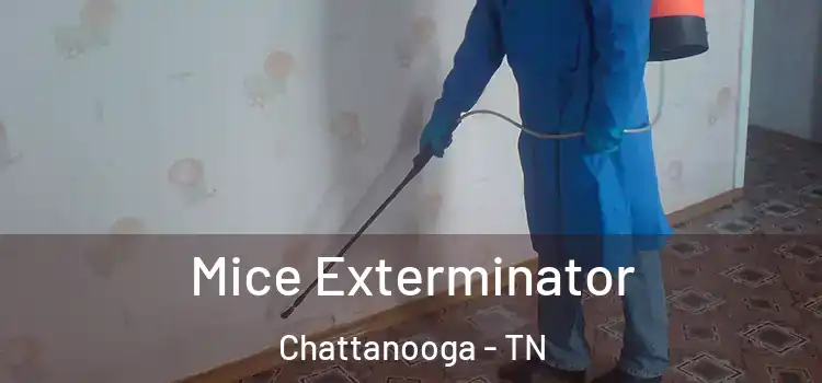 Mice Exterminator Chattanooga - TN