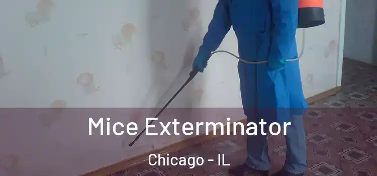  Mice Exterminator Chicago - IL