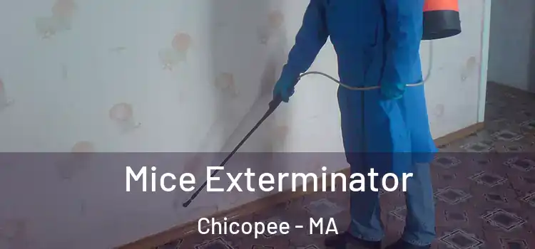 Mice Exterminator Chicopee - MA
