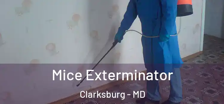 Mice Exterminator Clarksburg - MD