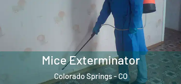 Mice Exterminator Colorado Springs - CO