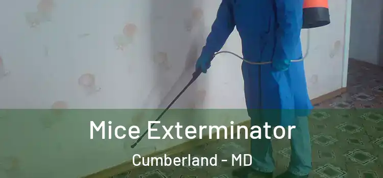  Mice Exterminator Cumberland - MD