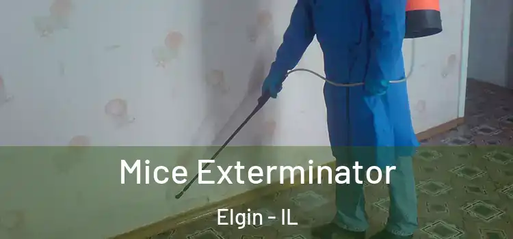 Mice Exterminator Elgin - IL