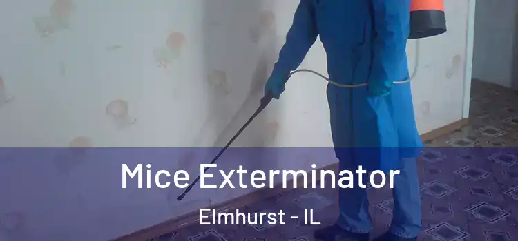 Mice Exterminator Elmhurst - IL
