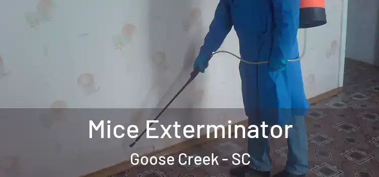  Mice Exterminator Goose Creek - SC