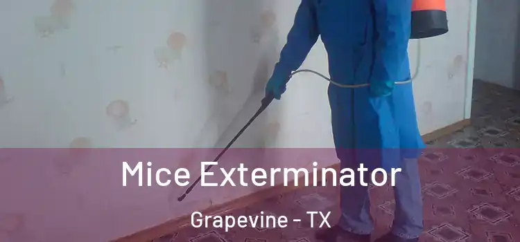 Mice Exterminator Grapevine - TX