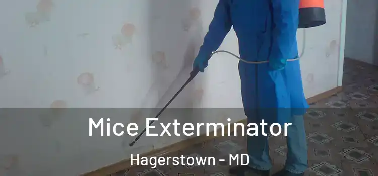 Mice Exterminator Hagerstown - MD
