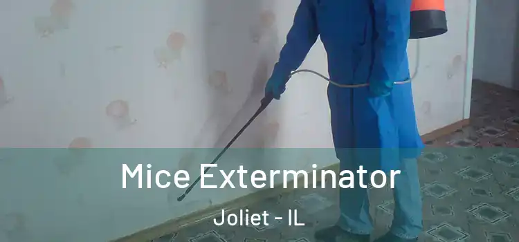 Mice Exterminator Joliet - IL