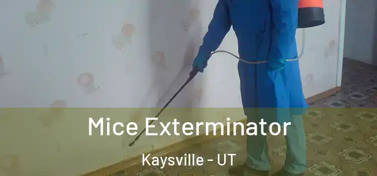  Mice Exterminator Kaysville - UT