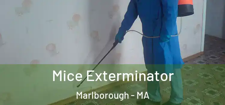  Mice Exterminator Marlborough - MA