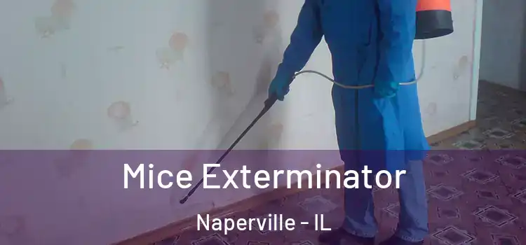 Mice Exterminator Naperville - IL