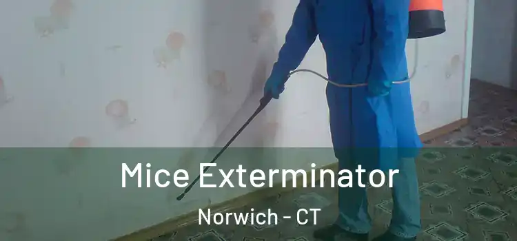 Mice Exterminator Norwich - CT