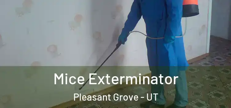 Mice Exterminator Pleasant Grove - UT