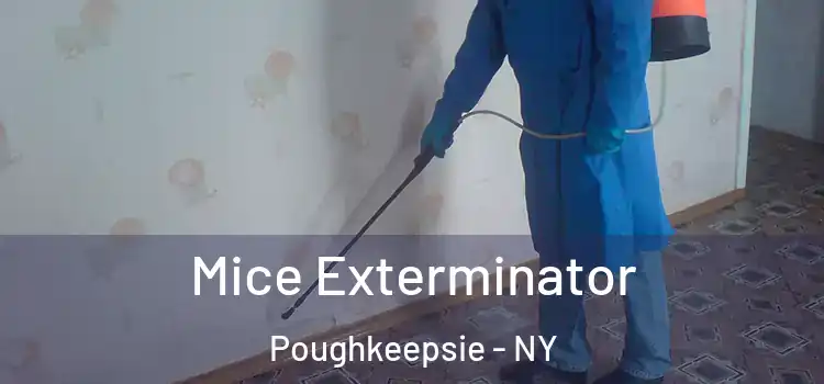 Mice Exterminator Poughkeepsie - NY