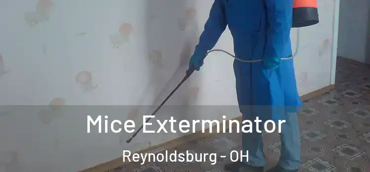 Mice Exterminator Reynoldsburg - OH