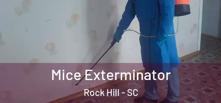  Mice Exterminator Rock Hill - SC