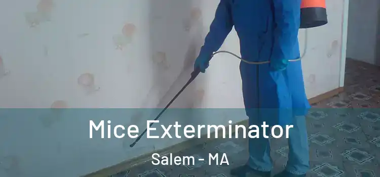 Mice Exterminator Salem - MA