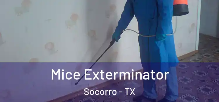  Mice Exterminator Socorro - TX