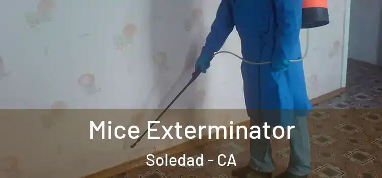  Mice Exterminator Soledad - CA