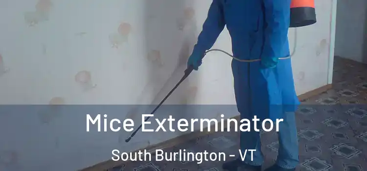  Mice Exterminator South Burlington - VT
