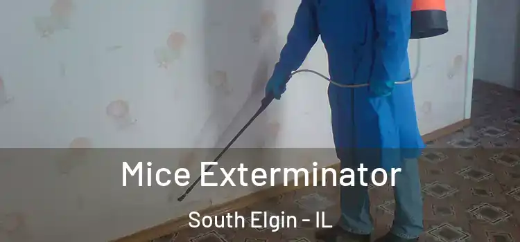 Mice Exterminator South Elgin - IL