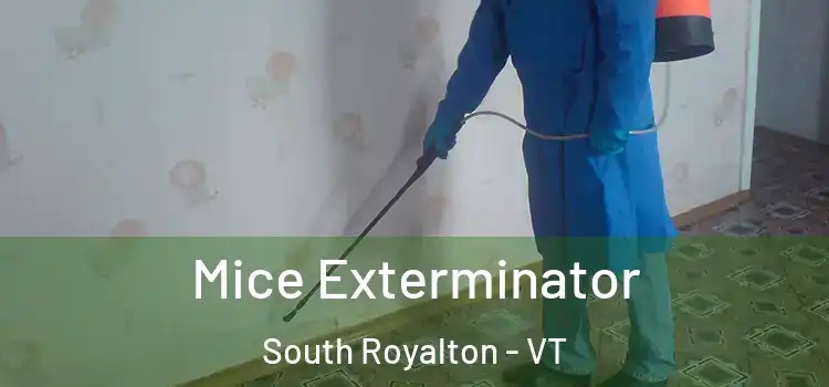 Mice Exterminator South Royalton - VT