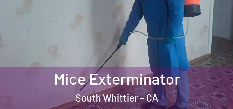  Mice Exterminator South Whittier - CA