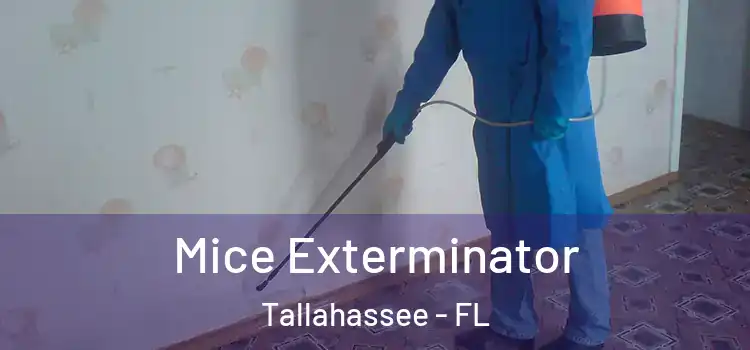  Mice Exterminator Tallahassee - FL