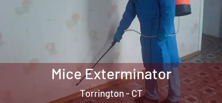 Mice Exterminator Torrington - CT