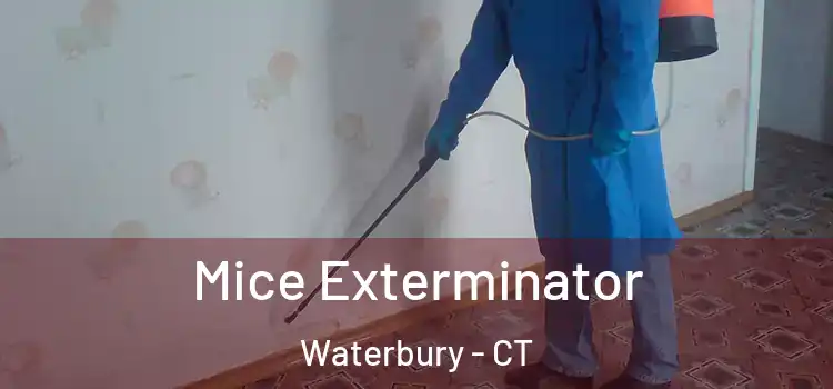 Mice Exterminator Waterbury - CT