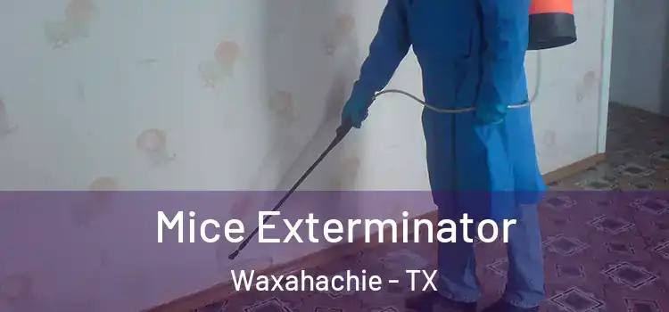  Mice Exterminator Waxahachie - TX