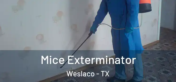 Mice Exterminator Weslaco - TX