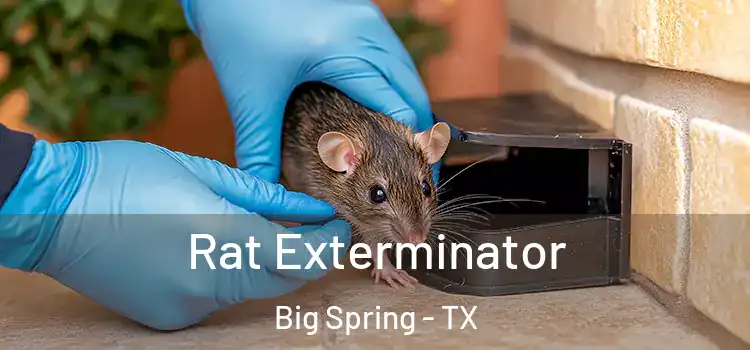Rat Exterminator Big Spring - TX