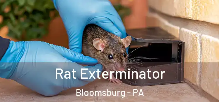  Rat Exterminator Bloomsburg - PA