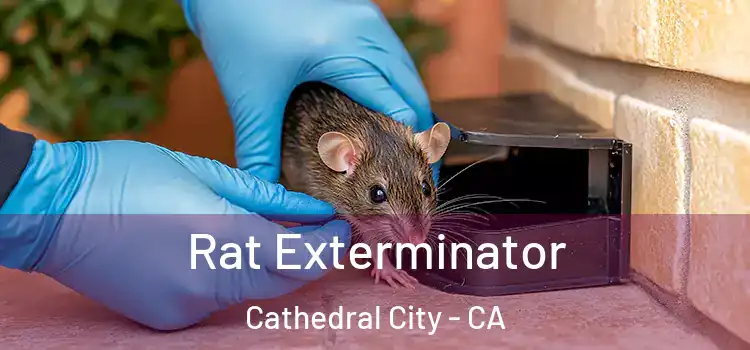  Rat Exterminator Cathedral City - CA