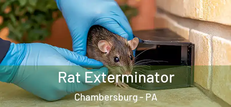  Rat Exterminator Chambersburg - PA