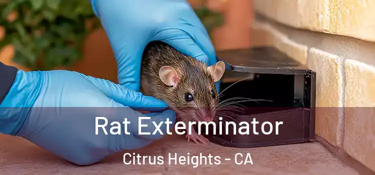  Rat Exterminator Citrus Heights - CA