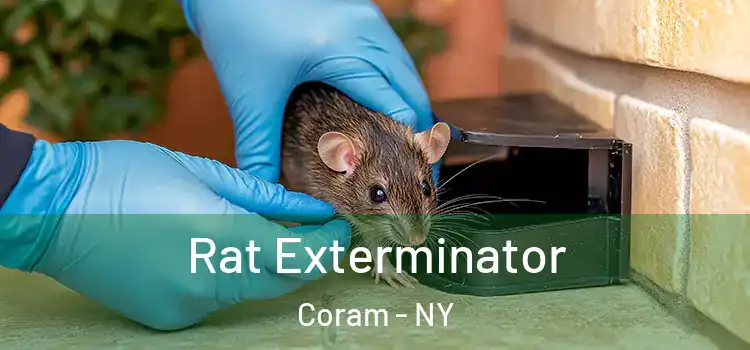 Rat Exterminator Coram - NY